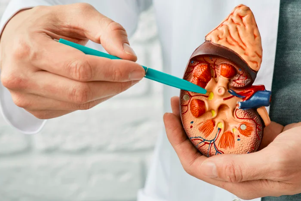 Best Kidney Stone Doctor in Bharatpur